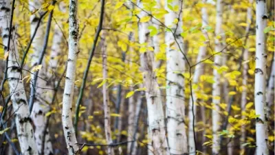 Betula alba Leaf Hydrosol: Phytochemical Composition and Cosmetic Formulation Applications